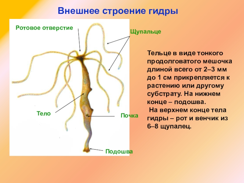 Ссылка адрес на кракен